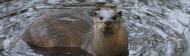 smooth_otter